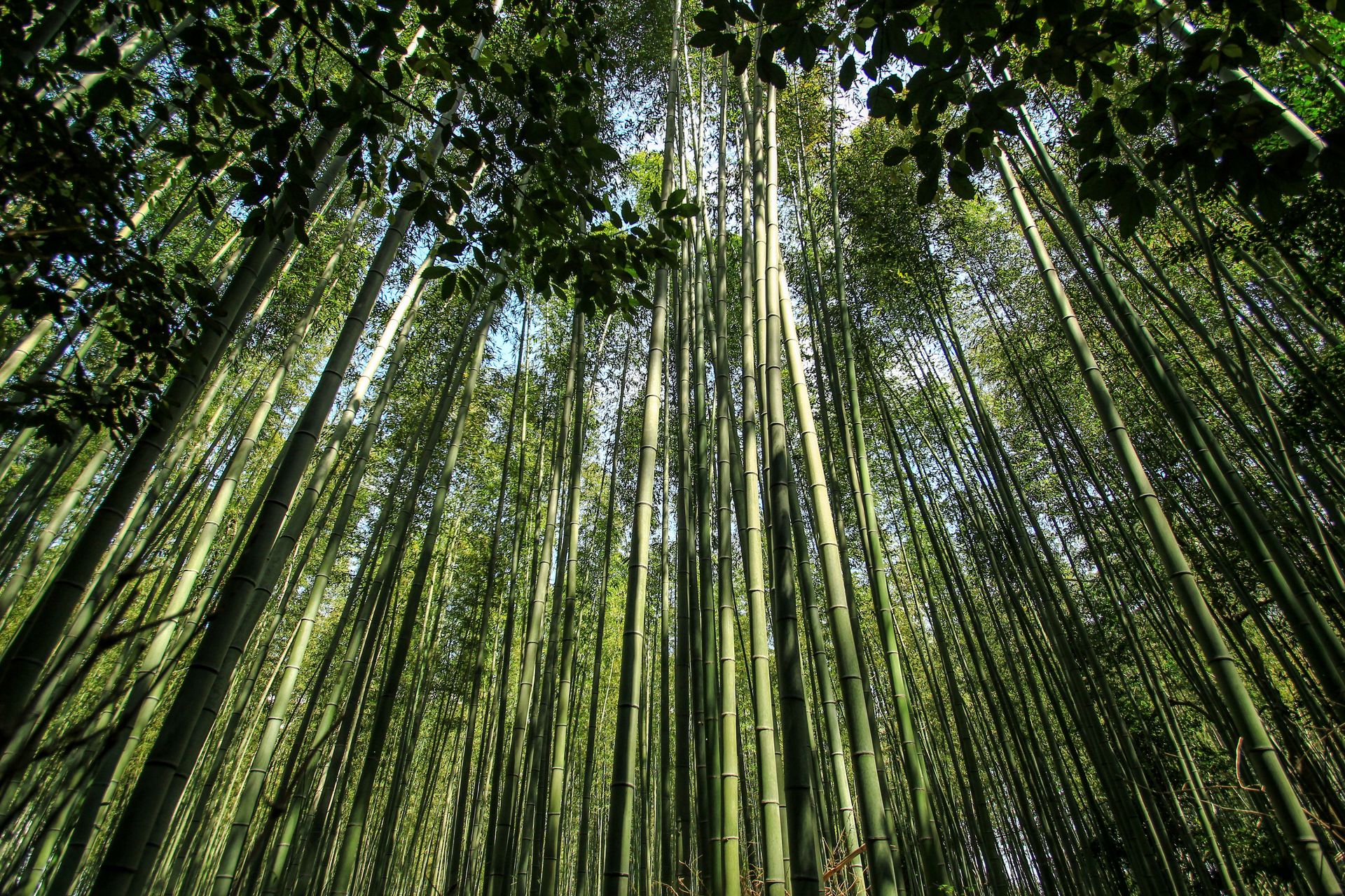 竹编工艺与红色文化